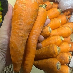 ニンジン・30本400円50本５００円・大特価の画像