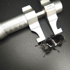 ドルクスヤクシャ♀29㎜単品の画像