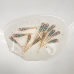 深海メダカ　10匹　1000円
の画像