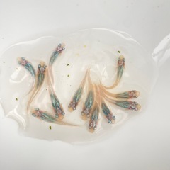 深海メダカ　10匹　1000円
の画像