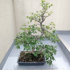 盆栽　ソロ　アカシデの画像