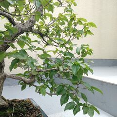 盆栽　ソロ　アカシデの画像