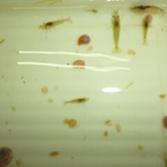 ミナミヌマエビ　 レッドラムズホーン　あげます。の画像