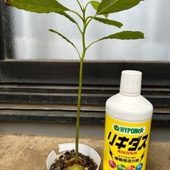 鉢付きアボガド実生苗の画像