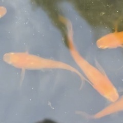 まるで金魚wの画像