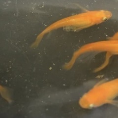まるで金魚wの画像