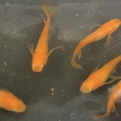まるで金魚wの画像