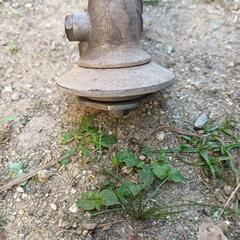 『動作未確認』TANAKA　2ST草刈り機　愛知県豊田市の画像