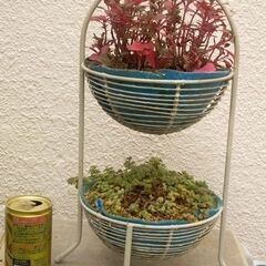 観葉植物アルテルナンテラの画像