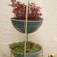 観葉植物アルテルナンテラの画像