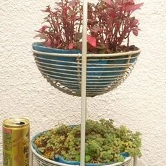 観葉植物アルテルナンテラの画像