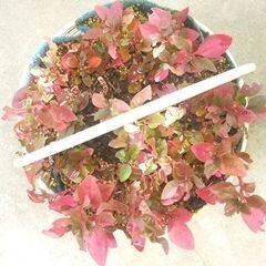 観葉植物アルテルナンテラの画像