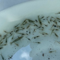 🦐【増量中30匹セット】ミナミヌマエビ🦐の画像