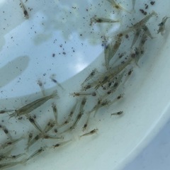 🦐【増量中30匹セット】ミナミヌマエビ🦐の画像