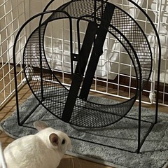 【小動物】牧草入れ、トイレ大と小セットの画像