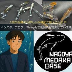 大型発泡スチ容器各種‼️♢名古屋改良メダカ直売所♢店頭無料配布中！の画像
