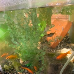 金魚の可愛い幼魚❤️色変わり前もいます⭐︎激安でメーカー中古水槽もありの画像