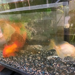 金魚の可愛い幼魚❤️色変わり前もいます⭐︎激安でメーカー中古水槽もありの画像