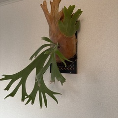 観葉植物ビカクシダウィリンキーの画像