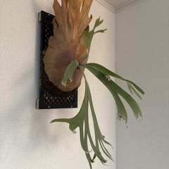 観葉植物ビカクシダウィリンキーの画像
