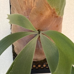 観葉植物ビカクシダウィリンキーの画像