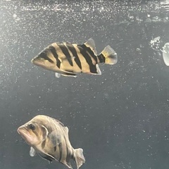ダトニオプラスワンの画像