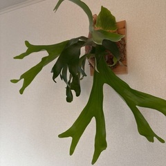 観葉植物ビカクシダアルテミスの画像