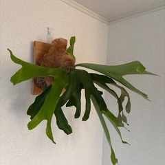 観葉植物ビカクシダアルテミスの画像