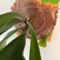 観葉植物ビカクシダアルテミスの画像