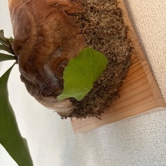 観葉植物ビカクシダアルテミスの画像