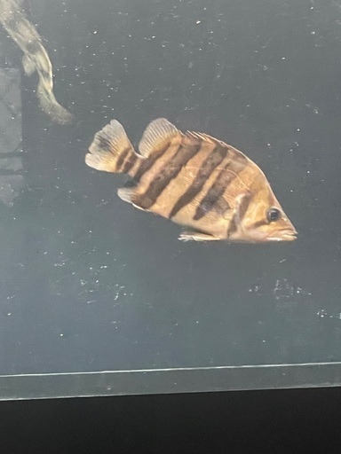 ダトニオプラスワン