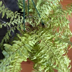 観葉植物ネフロレピスハッピーマーブルの画像