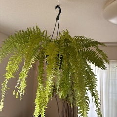 観葉植物ネフロレピスハッピーマーブルの画像
