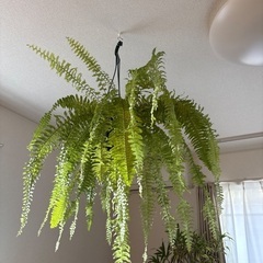 観葉植物ネフロレピスハッピーマーブルの画像