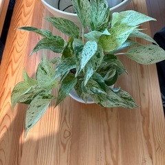 観葉植物ポトス3種の画像