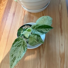 観葉植物ポトス3種の画像