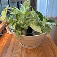 観葉植物ポトス3種の画像