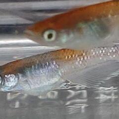 目高【メダカ】菊間メダカ様血統　鏡花菊　若魚4ペアの画像