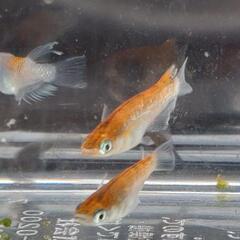 目高【メダカ】菊間メダカ様血統　鏡花菊　若魚4ペアの画像