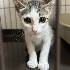 【急募】生後2ヶ月(1キロ)の白キジの子猫