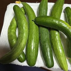 朝採りきゅうり、ゴーヤ　の画像