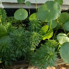 メダカ鉢　水草　水質浄化　3本の画像