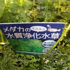 メダカ鉢　水草　水質浄化　3本の画像