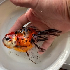 金魚　東錦　の画像