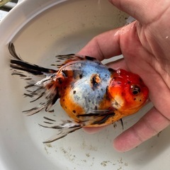 金魚　東錦　の画像