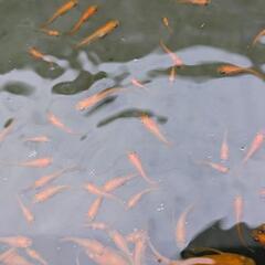 今年生まれメダカ各種の画像