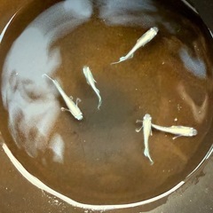 グランブルーKWF ② 5匹の画像