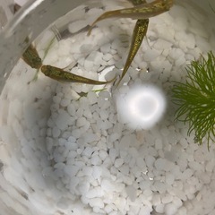 メダカ無人販売の画像