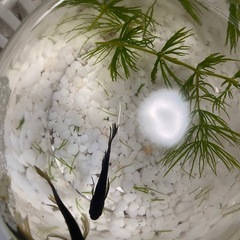 メダカ無人販売の画像
