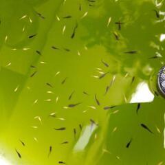 メダカ オロチ 稚魚(1cm前後) 20匹+αの画像